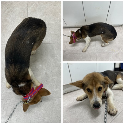 논산시 동물보호센터_444454202501082